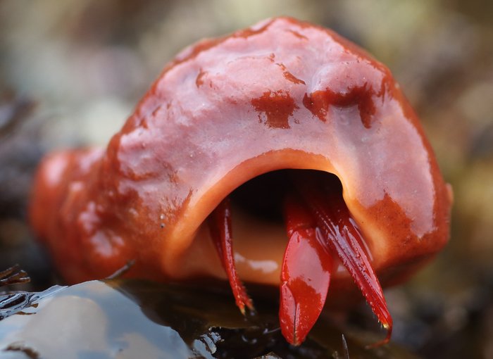 The sponge begins to grow on a shell, eventually the shell is dissolved. The sponge grows with the hermit crab, relieving it of the need to switch shells.