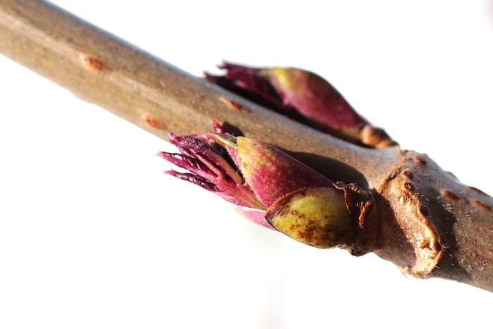 Signs of spring near the yurt