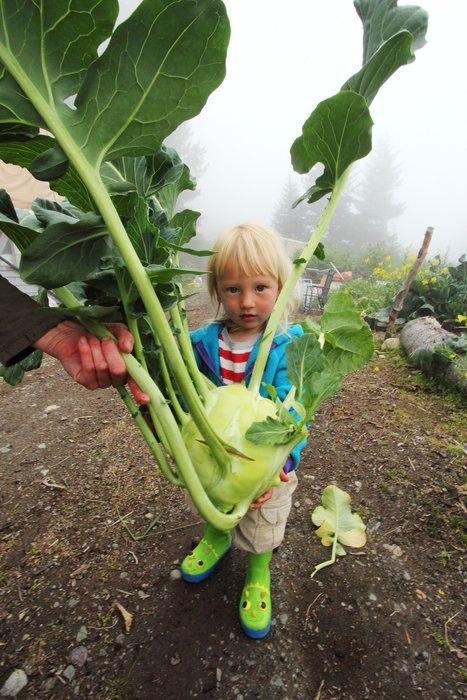 The time finally came to harvest this monster.