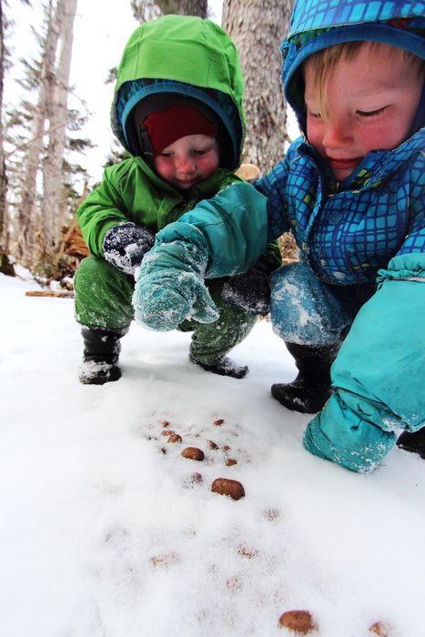 Piles of moose droppings like this proved very fascinating to Katmai and Lituya.