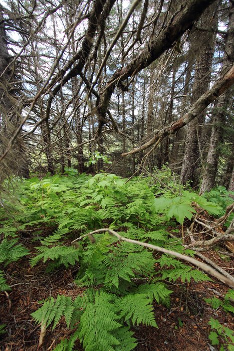 The long branches that used to mark the edge have died off, while a ring of thick young trees marks the forest's new boundary
