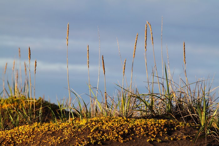 Photos showing fall colored leaves