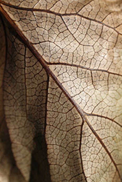 Photos showing fall colored leaves