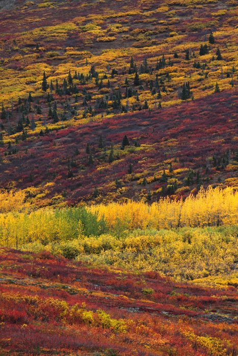 Orange-yellow cottonwood, yellow willow, purple and red dwarf birch, and dark green spruce.