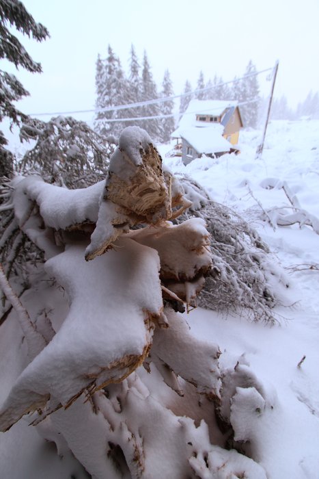Several trees fell behind my mom's house, loaded down by heavy snow.