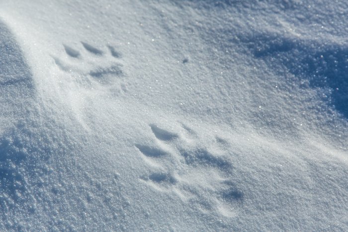 March, 2016 - Bjørn Olson and Kim McNett fat-biked from Nome to Kotzebue, then on to Kivalina.