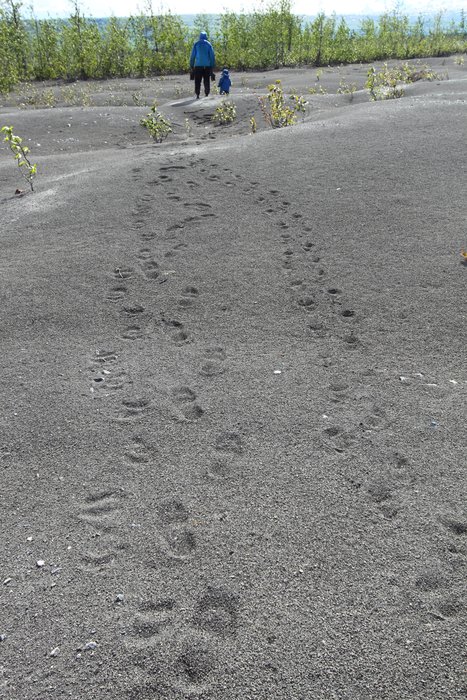 Hig and Katmai leave tracks in the sand on the shore of Beluga Lake