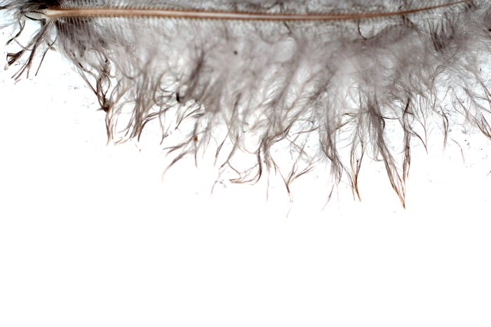 Signs of spring near the yurt