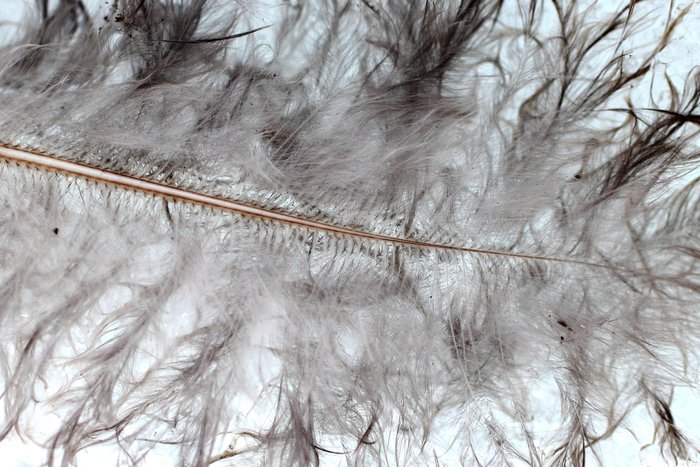 Signs of spring near the yurt