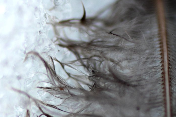 Signs of spring near the yurt