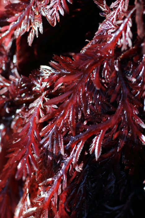Fern-like fronds covering the rocks