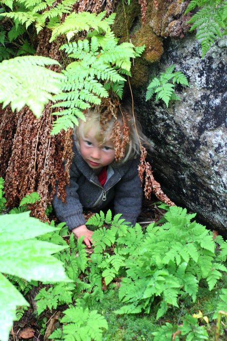 Katmai exploring amongst the ferns.