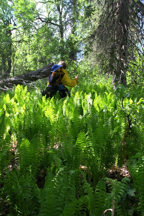 This time, we <a href="http://www.groundtruthtrekking.org/blog/?p=1138">visited Chuitna</a> in the spring, when new growth was everywhere.