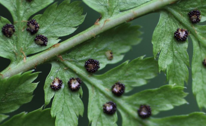 Photos from the alder and dinner