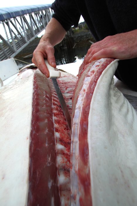 The 120 lb halibut provided some very substantial fillets.