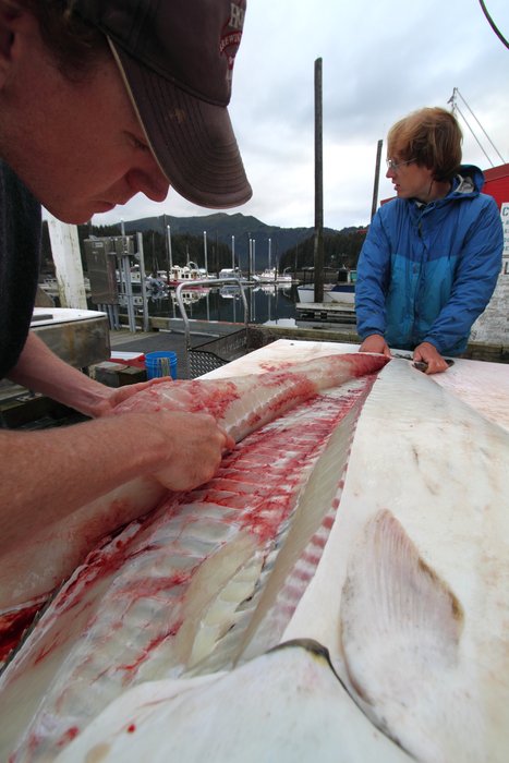 The 120 lb halibut provided some very substantial fillets.