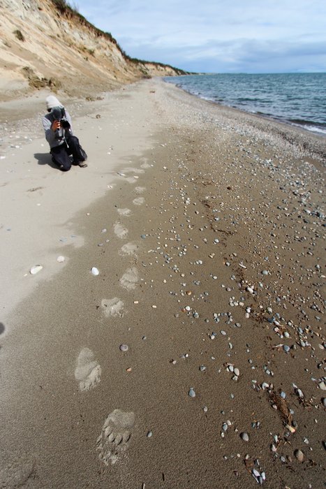 Hanna Craig of <a href="http://mediactionproject.org/">Media Action Project</a> takes b-roll film showing bear tracks on Lake Iliamna.