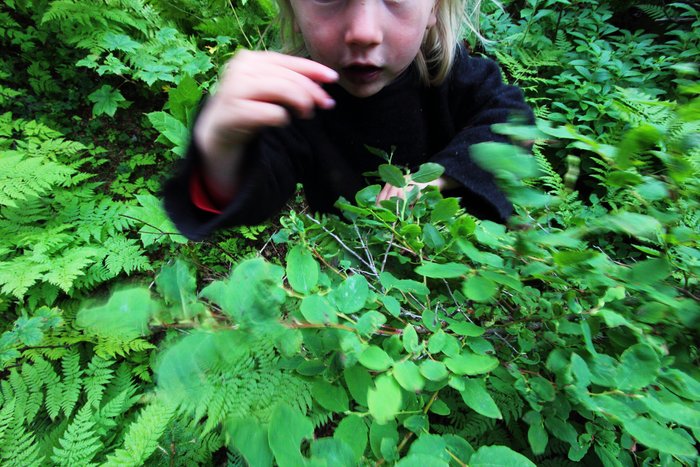 Katmai finds the perfect berry to eat