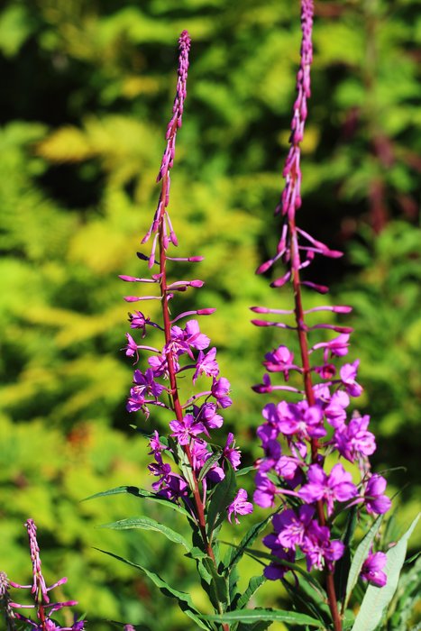 in th clear cut below the yurt
