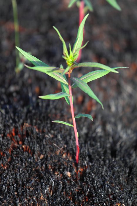 Just weeks after a wildfire raged through this forest, a fireweed is sprouting up through blackened moss.