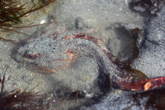As the tide shrinks away, this fish burrows into the sand to wait it out.