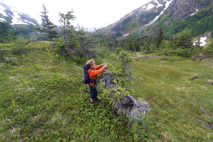 Katmai tying flagging tape on the Tutka Trail