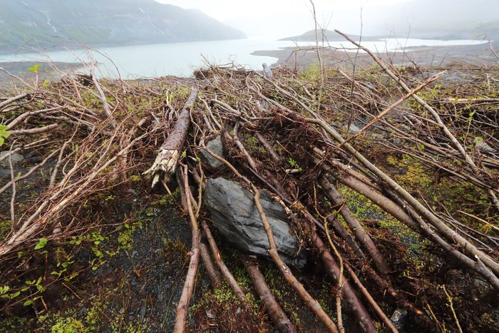A boulder nestles atop tsunami-flattened trees, over 100 feet above the ocean.