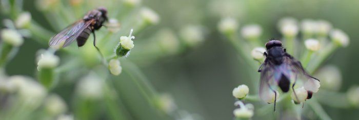 Though the petals were already gone, these pushki flowers were covered in insects.