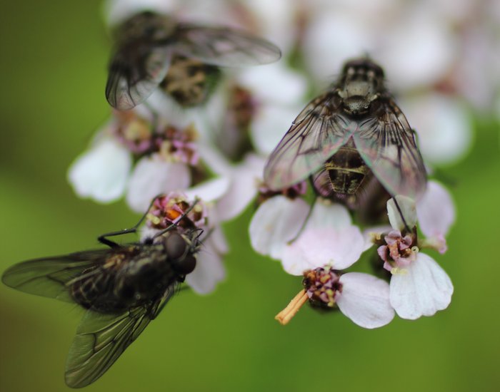 I think these are a species of flesh fly.