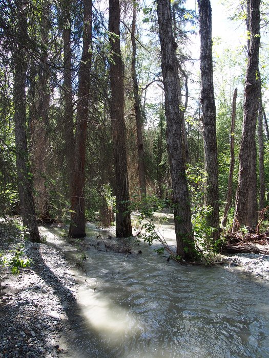 Flooded creek under cottonwoods