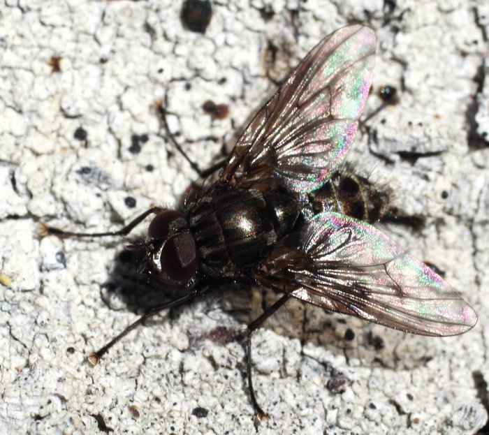 Bright sunlight let me tighten the aperature down to get a more complete portrait of this fly.