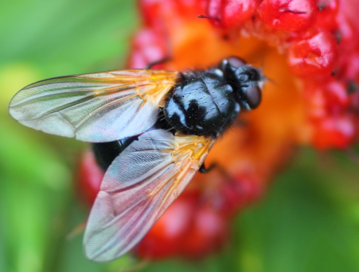 There were quite a few distinct flies...  I'm reading up on how to distinguish them, but haven't figured that out yet.