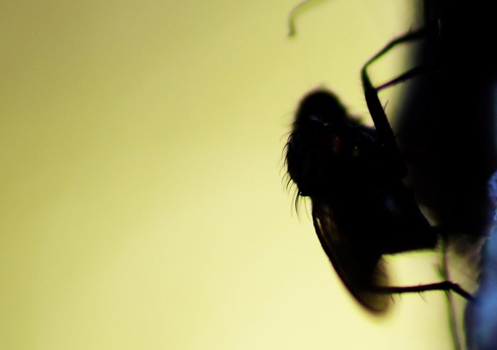 Not the most useful photo for identifying a bug, but interesting I think.