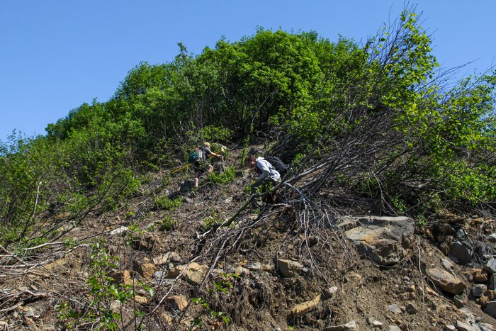 Andrew Mattox and Vasillios Skanavis survey the tsunami 'run-up', or high water mark, in Taan Fjord. One of the many challenges in creating a reliable model of the Taan Fjord, landslide generated tsunami, is surveying as much of the run-up as possible. Vasillios and Andrew made an incredible effort. 