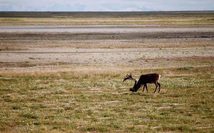 Caribou (<em>Rangifer tarandus<?em>) grazing lichen on the coastal plain.