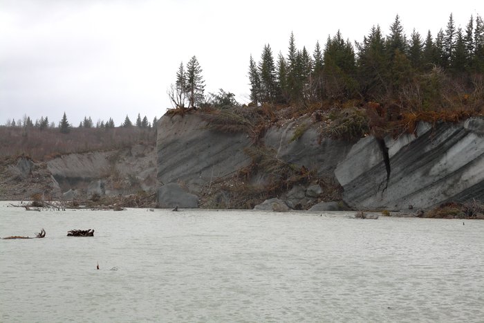 This young forest will not live to old age.