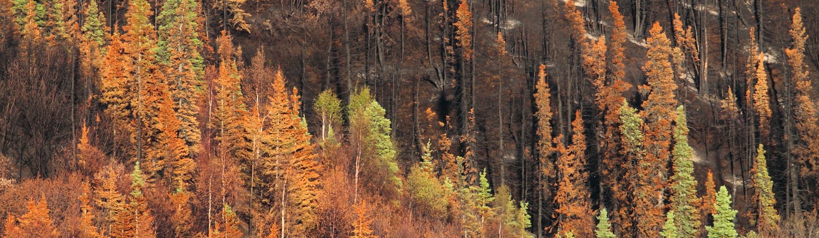 Forestry Management in Alaska