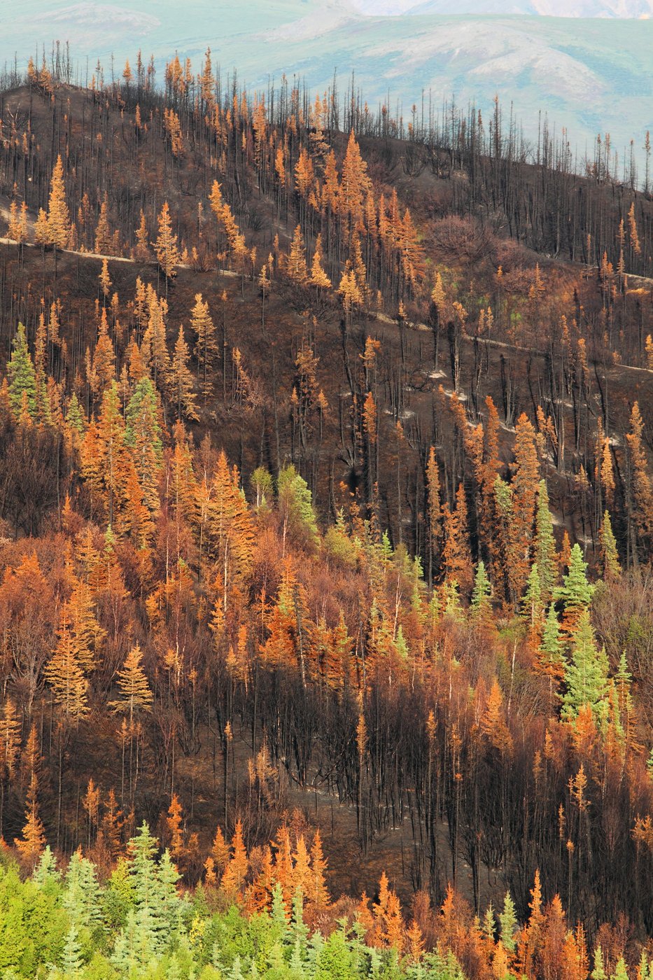 Forestry Management in Alaska | Ground Truth Alaska