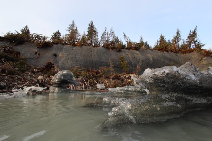 Forest is calving off into Sitkagi Lagoon at an increasing rate as more warm seawater washes the base of the face.