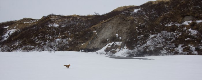 A fox pays us a visit