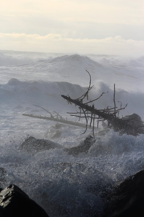 Trees only recently fallen as the ice beneath their roots melted away are battered to bits by a storm.