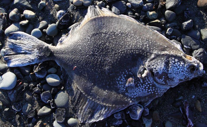 This flounder swims in shadowed waters beyond the veil.