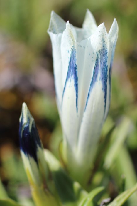 We need to look up the specific species name...