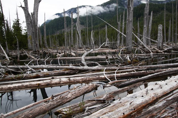 Trees drowned by rising lake-level behind a now abandoned dam.