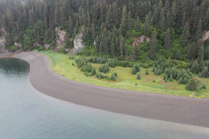 Young trees sprout amongst the stumps of trees that died when this shoreline subsided during an earthquake in 1964.