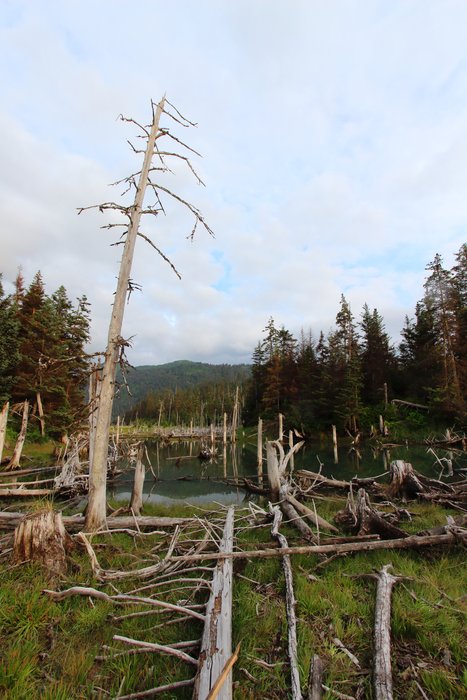 Trees killed by seawater after the land subsided in 1964.
