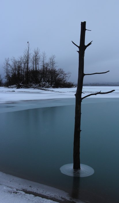 This cottonwood is rooted in soil that subsided as ice melted from below it, drowning it in a pond.