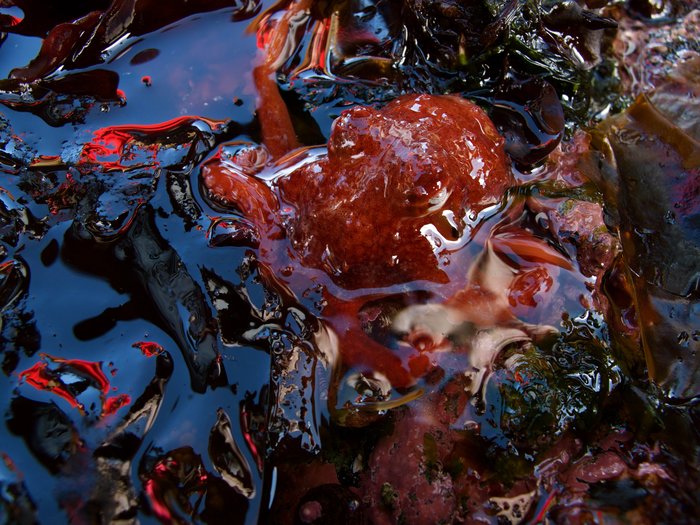 The giant Pacific octopus (Enteroctopus dofleini) comes equipped with a complex eye and an intelligent brain.