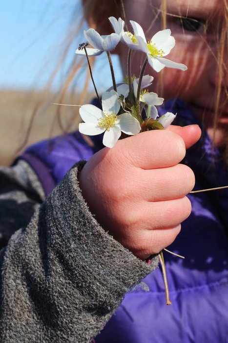 Spring on the tundra, picking flowers on the hills