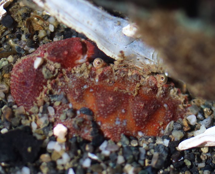 Common under cobbles in the intertidal zone, the Pygmy rock crab often buries itself under sand or gravel
